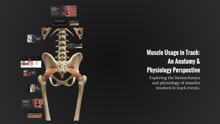 Muscle Usage Muscle Usage in Track: An Anatomy & Physiology Perspective by La’trell ...