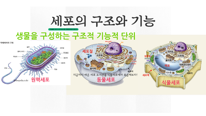 세포질 구조와 기능 특허뉴스] [사이언스] 암세포