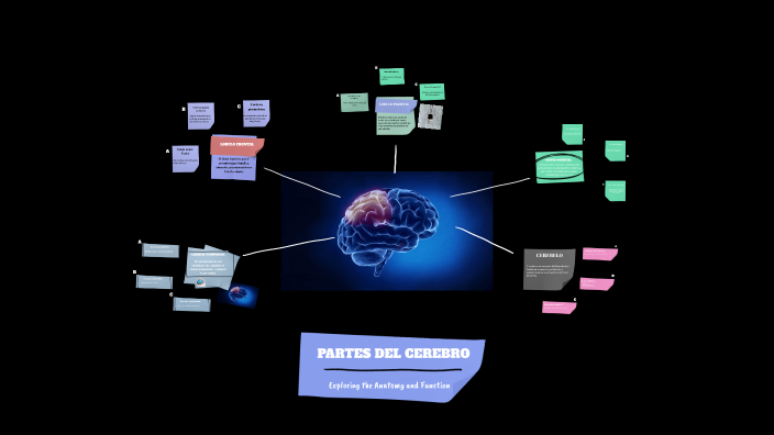 Parts of the Brain by barbara moreno on Prezi