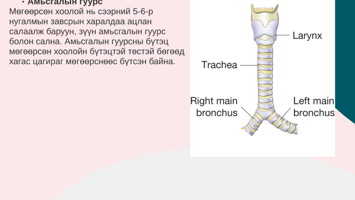 Амьсгалын эрхтэн тогтолцоо by Ulzii Naran on Prezi