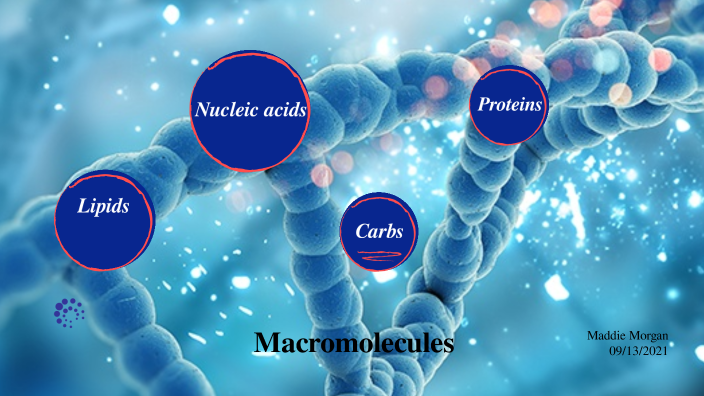 Macromolecules Project By Madeline Morgan