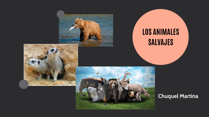 Chuquel-Los animales salvajes by Marti Chuquel