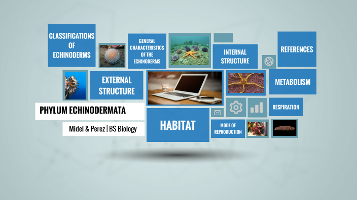 Phylum Echinodermata by Ninin Perez on Prezi