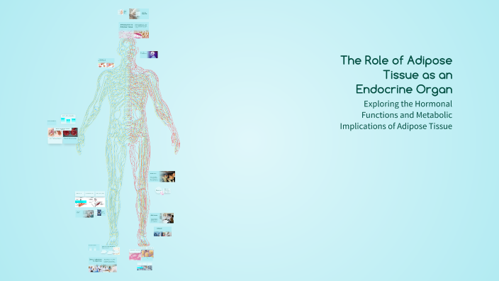 The Role of Adipose Tissue as an Endocrine Organ by be bo on Prezi
