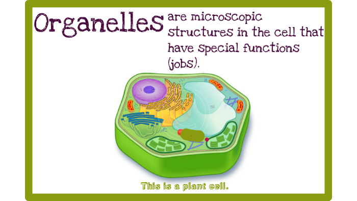 Vacuole Function 7th Grade - Aflam-Neeeak