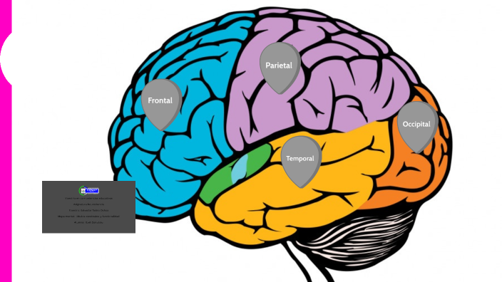 Lóbulos Cerebrales By Itzel González On Prezi