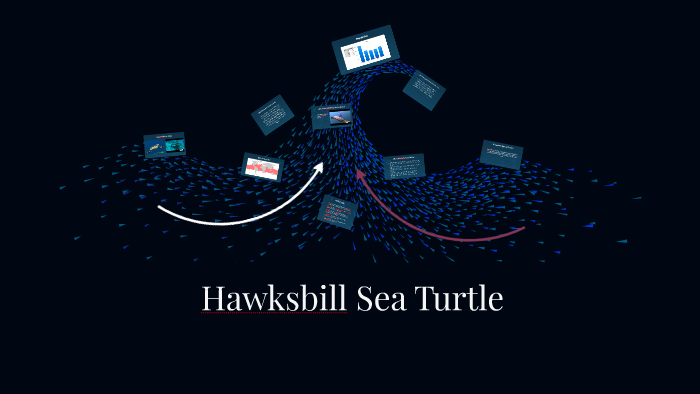 Hawksbill Sea Turtle by Erin Amstein on Prezi