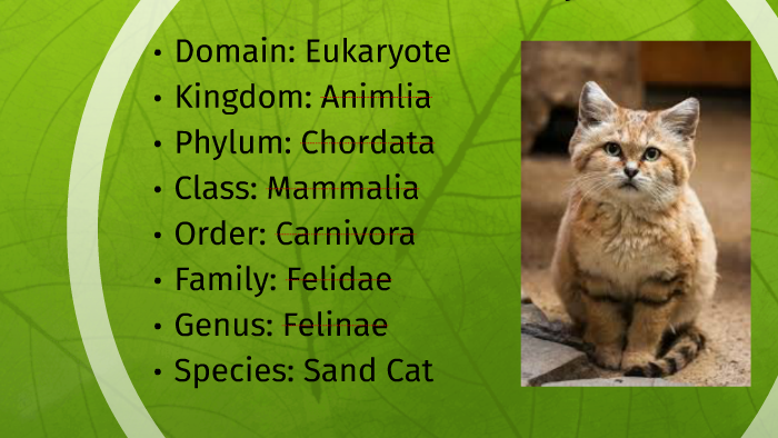 Domestic x Sand Cat and Pallas's Cat Hybrids