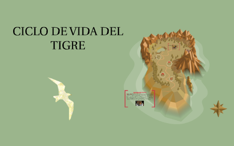 ciclo de caminata del tigre