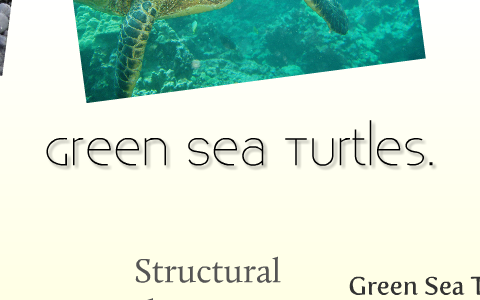 Green Sea Turtles by Bryan Ho on Prezi