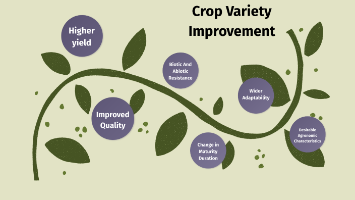 crop-variety-improvement-by-keavai-backermann