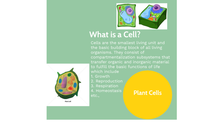Plant Cell Project by Zack Eichenbaum on Prezi