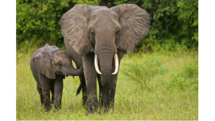 Why are elephants being hunted a lot? by Aloysia Meierhofer