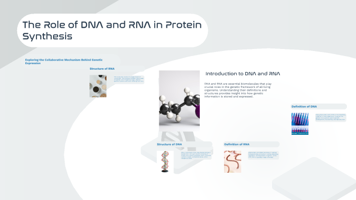 The Role of DNA and RNA in Protein Synthesis by Allin Van Staden on Prezi