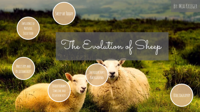 evolution of sheep by mia krieger on Prezi