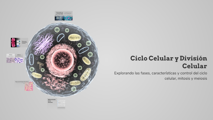 Ciclo Celular y División Celular by Carlos Vega Martínez on Prezi