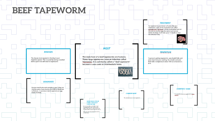 BEEF TAPEWORM by Maddie Myles on Prezi