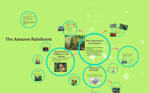 The Amazon Rainforest by Alan Pollett on Prezi