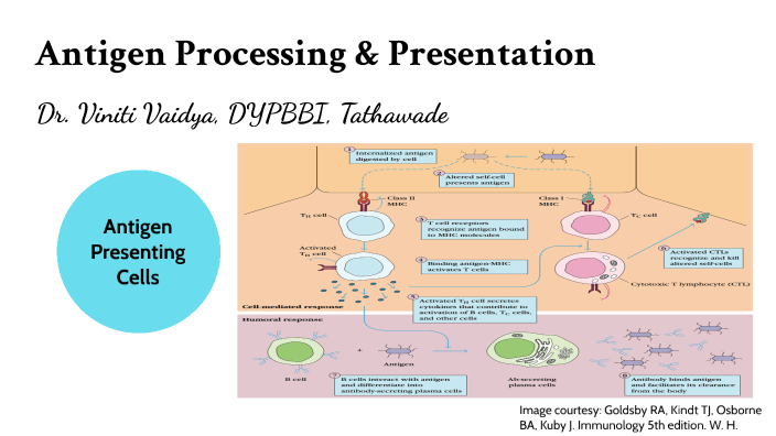 Antigen Processing & Presentation By Dr. Viniti D. Vaidya ...