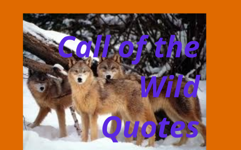 Call Of The Wild Quotes By Myles Van Maanen