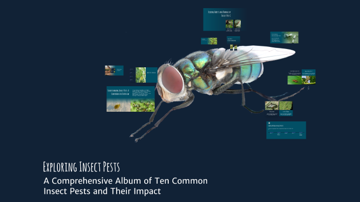 Alexander Insect Exploring Insect Pests by Aiden-Oneil Alexander on Prezi