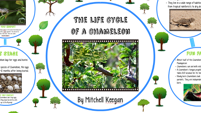 Chameleon Life Cycle Diagram