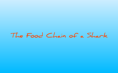 Food Chain of a Shark by Myung Jin Park Biology Diagrams