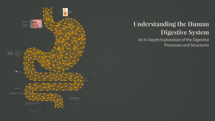 Understanding the Human Digestive System by hussein algtrany on Prezi