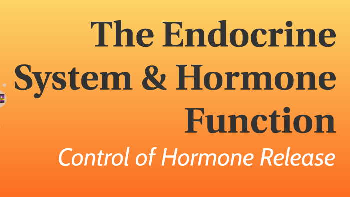 The Endocrine System & Hormone Function by Tay Caliguiri on Prezi