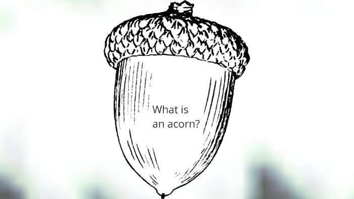 acorn weevil life cycle