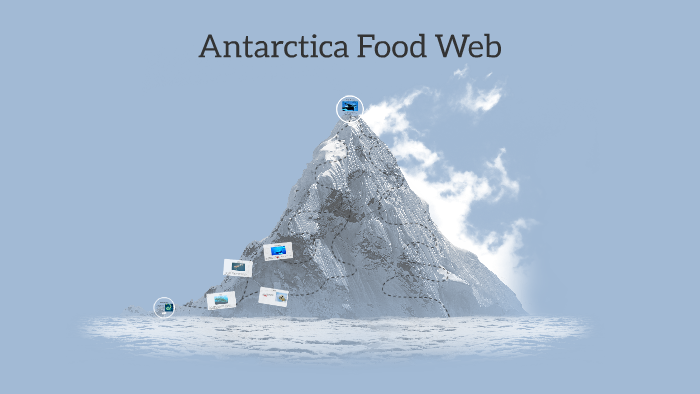 Antarctica Food Web by Lucy Hughes on Prezi