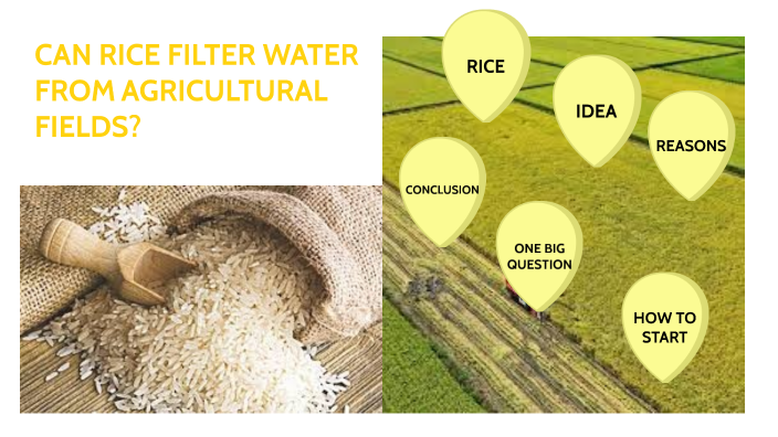 Filter Rice Grain CAN RICE FILTER WATER FROM AGRICULTURAL FIELDS? by Elena Pedretti on Prezi