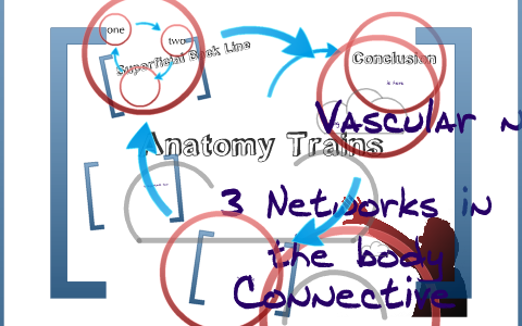 Anatomy visual data 5