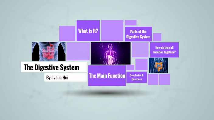 The Digestive System by Ivana Hui on Prezi