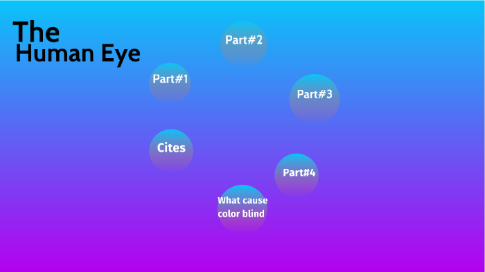 THE HUMAN EYE by minty minty on Prezi