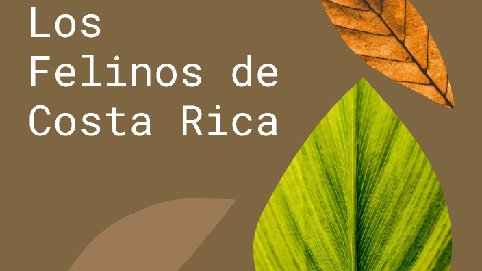 Los Felinos de Costa Rica by reymond rosales on Prezi