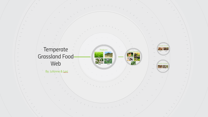 Temperate Grassland Food Web By Lexi Fortuna