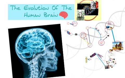 The Evolution Of The Human Brain by Mick Wright on Prezi