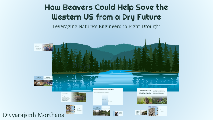 How Beavers Could Help Save the Western US from a Dry Future by ...