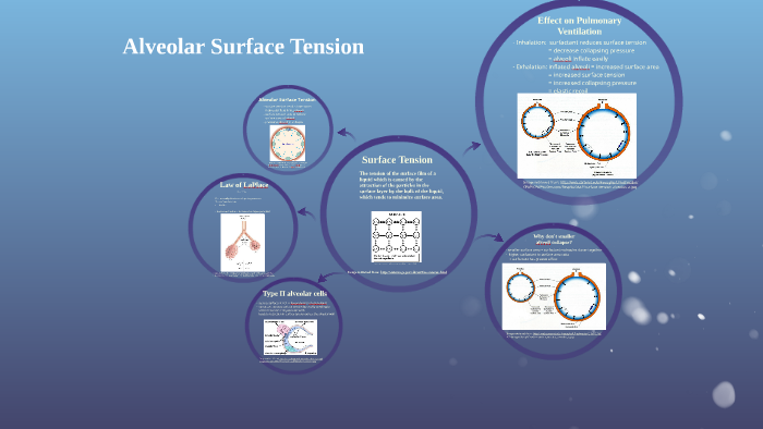 alveolar surfactant and surface tension