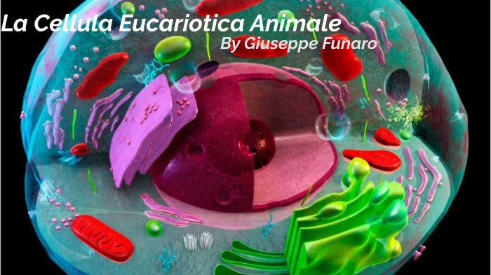 Cellula Animale by Giuseppe Funaro on Prezi