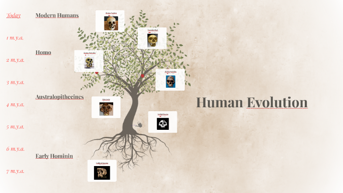 Human Evolution by Ryan McFarland on Prezi
