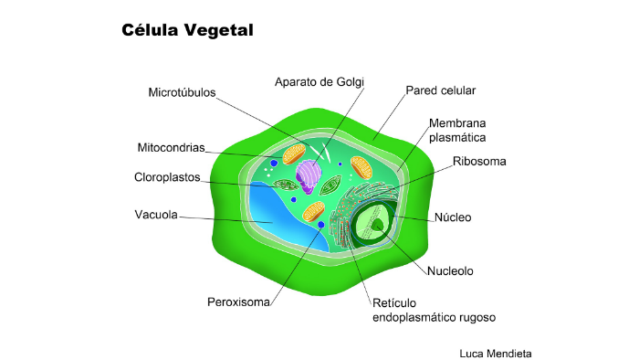 Orgánulo esferoidal, refringente y compuesto de proteínas y by Diego ...