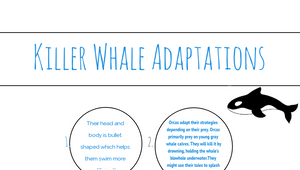 Killer Whale Adaptations Project by Yazmin Little on Prezi Design