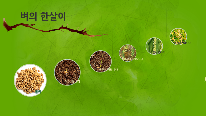 벼의 한살이 by 예진 박 on Prezi 벼의 한살이 By 예진 박 On Prezi
