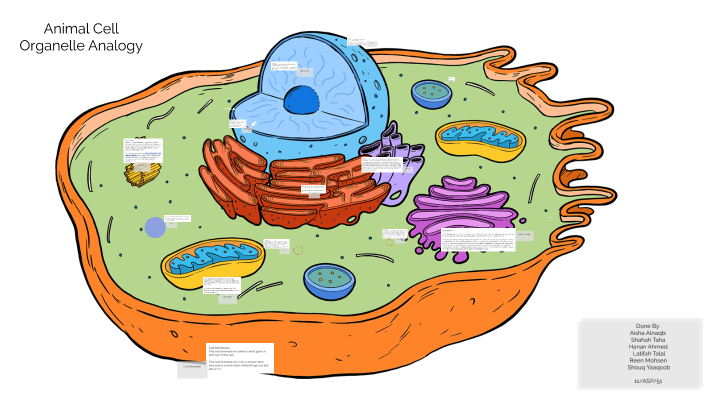 Animal Cell Organelle Analogy by aisha alnaqbi on Prezi