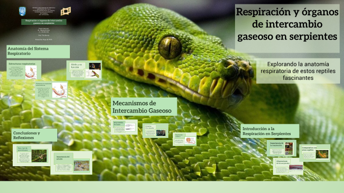 Respiración y órganos de intercambio gaseoso en serpientes by fabiola