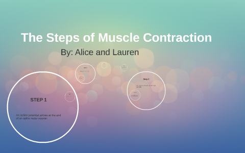 The Steps of Muscle Contraction by Alice Votrain