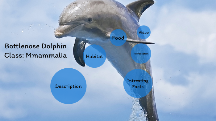 Bottlenose Dolphin by jordyn bronson on Prezi