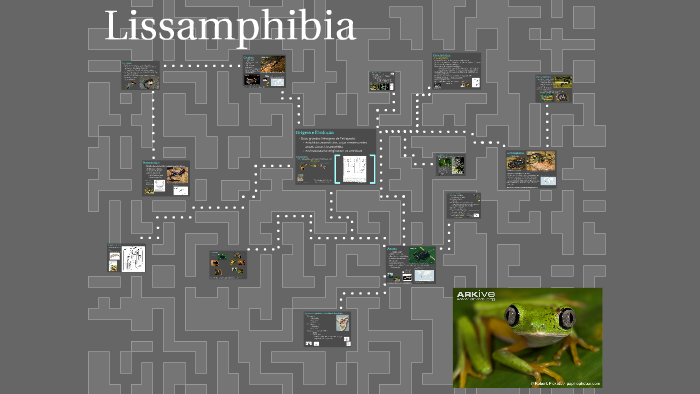 Lissamphibia by Felipe Zilio on Prezi